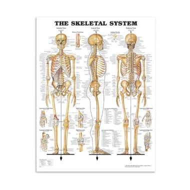 Anatomisk Plakat