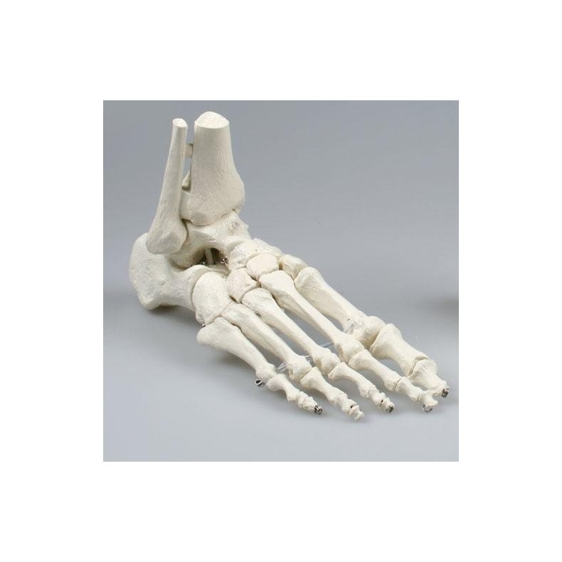 Skelet fod med fleksible led 