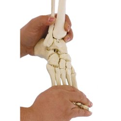 Skelet fod med fleksible led 