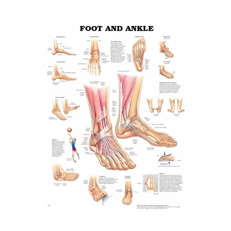 Plakat Fod og Ankel 70X100 cm.