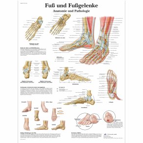 Plakat Fuss und Fussgelenke 50X70 cm.