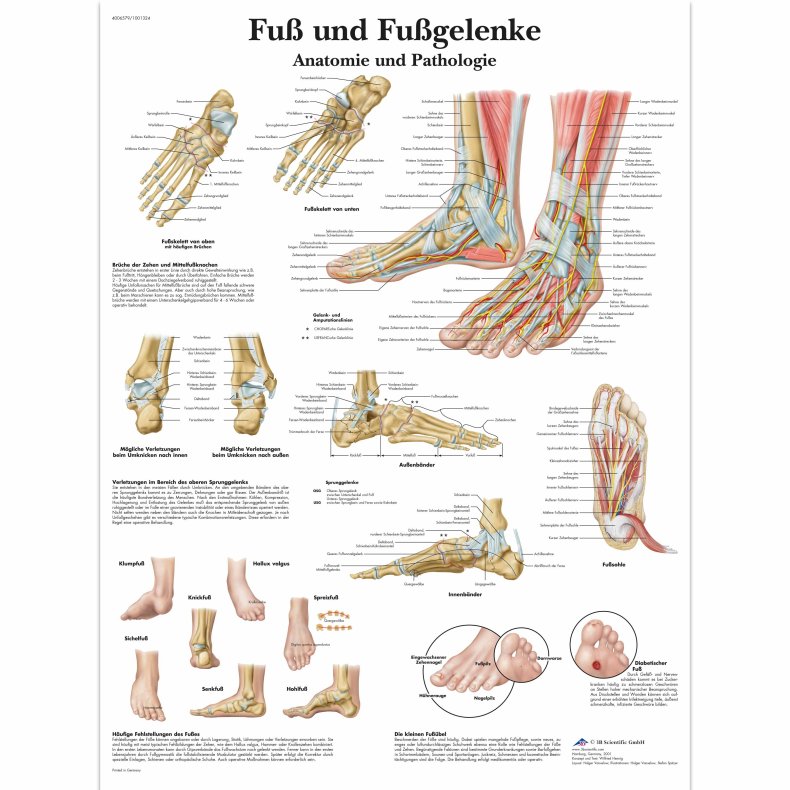 Plakat Fuss und Fussgelenke 50X70 cm.