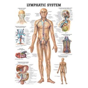 Plakat Lymfesystem 70 X 100 cm.