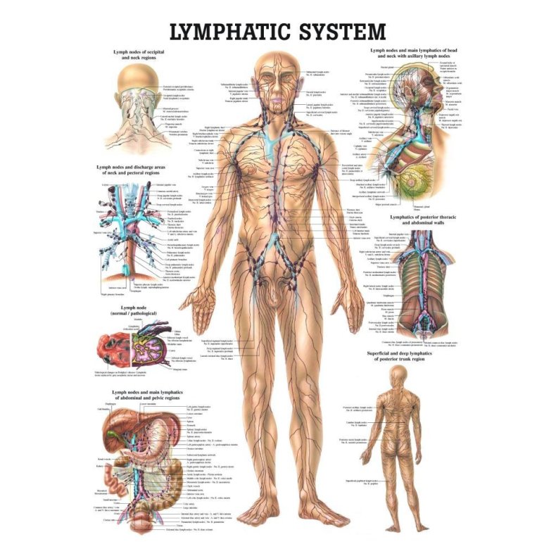 Plakat Lymfesystem 70 X 100 cm.