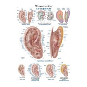 Plakat re Akupunktur 50X70 cm.