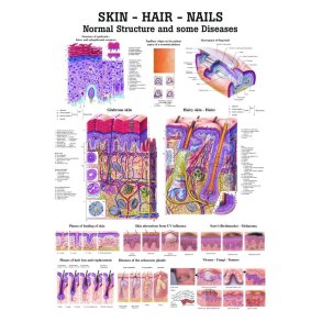 Plakat  Hud-Hr-Negle  70X100 cm.