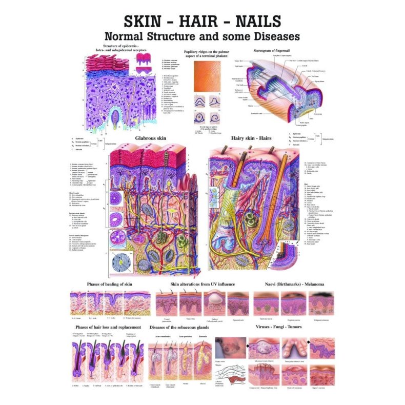 Plakat  Hud-Hr-Negle  70X100 cm.