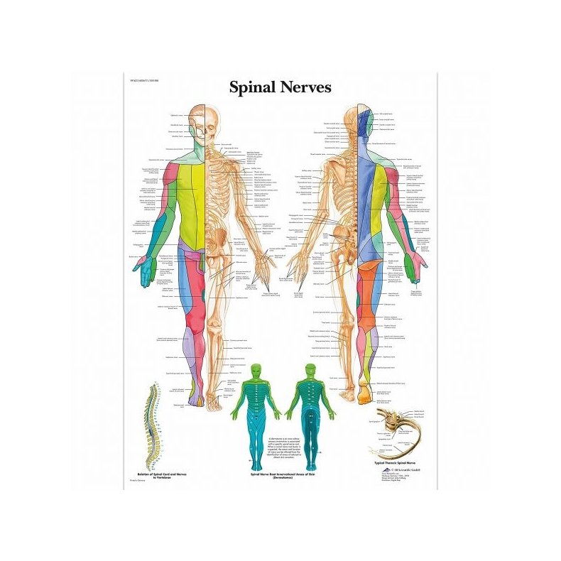 Plakat Spinal Nerves 50x67cm