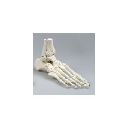 Skelet fod med fleksible led