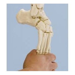 Skelet fod med fleksible led